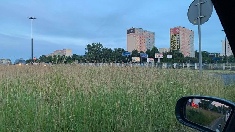Wysoka trawa ogranicza widoczność przed wjazdem na rondo przy Makro
