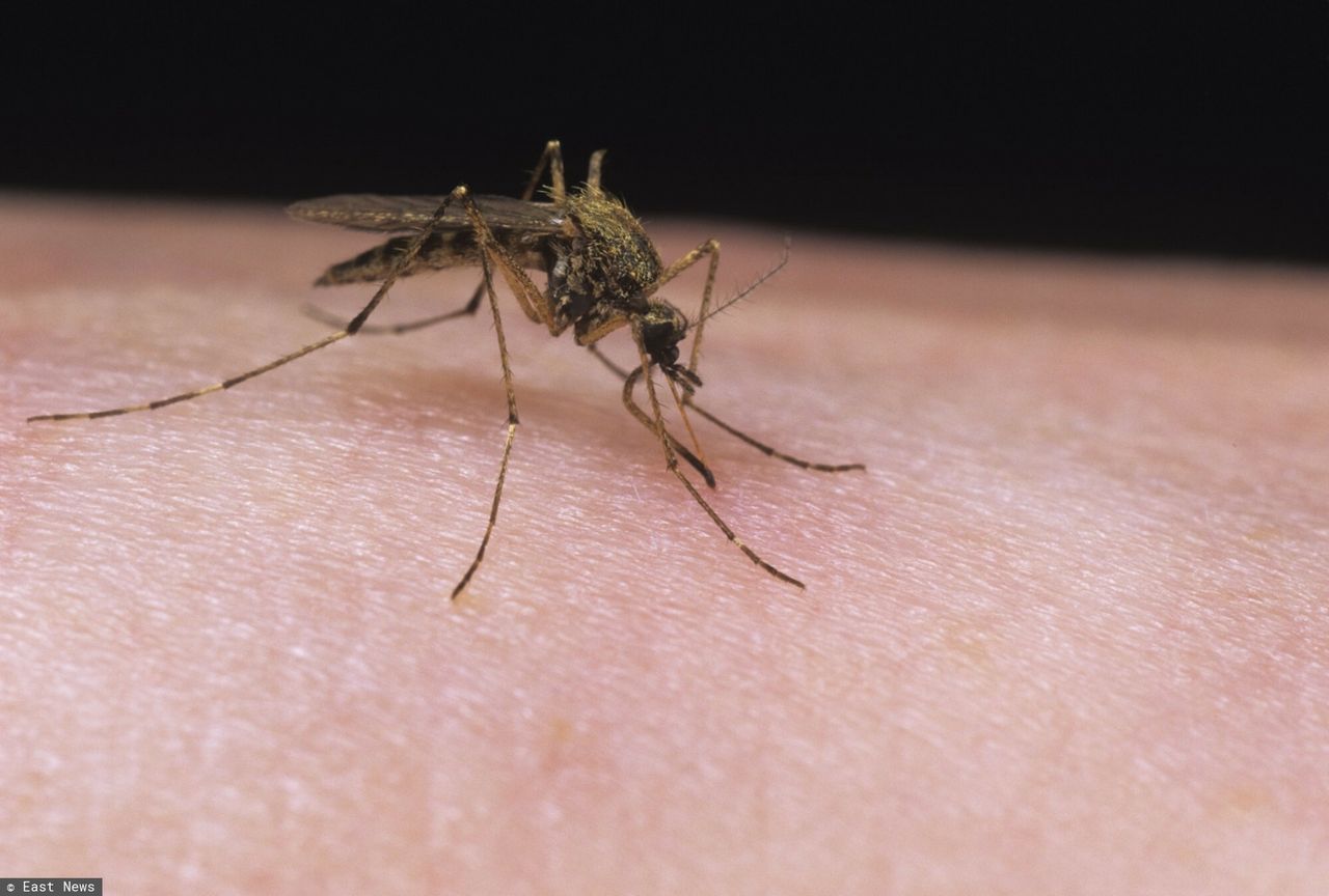 Niemcy. Plaga komarów na południu kraju