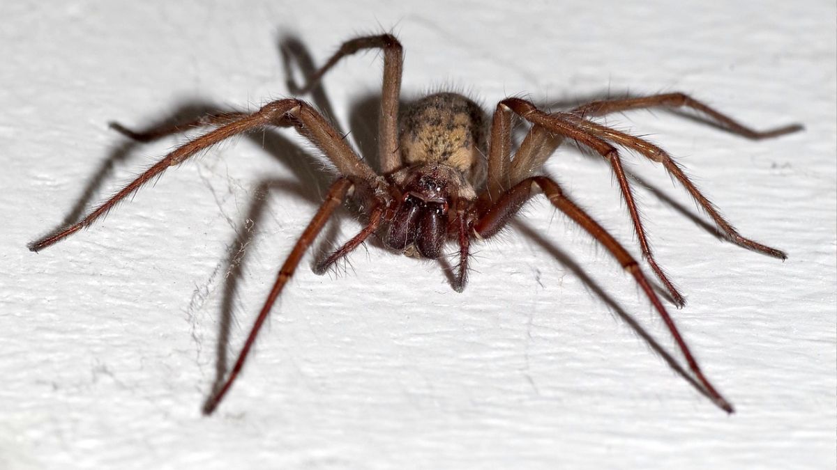 Domowy pająk ma wiele zalet
