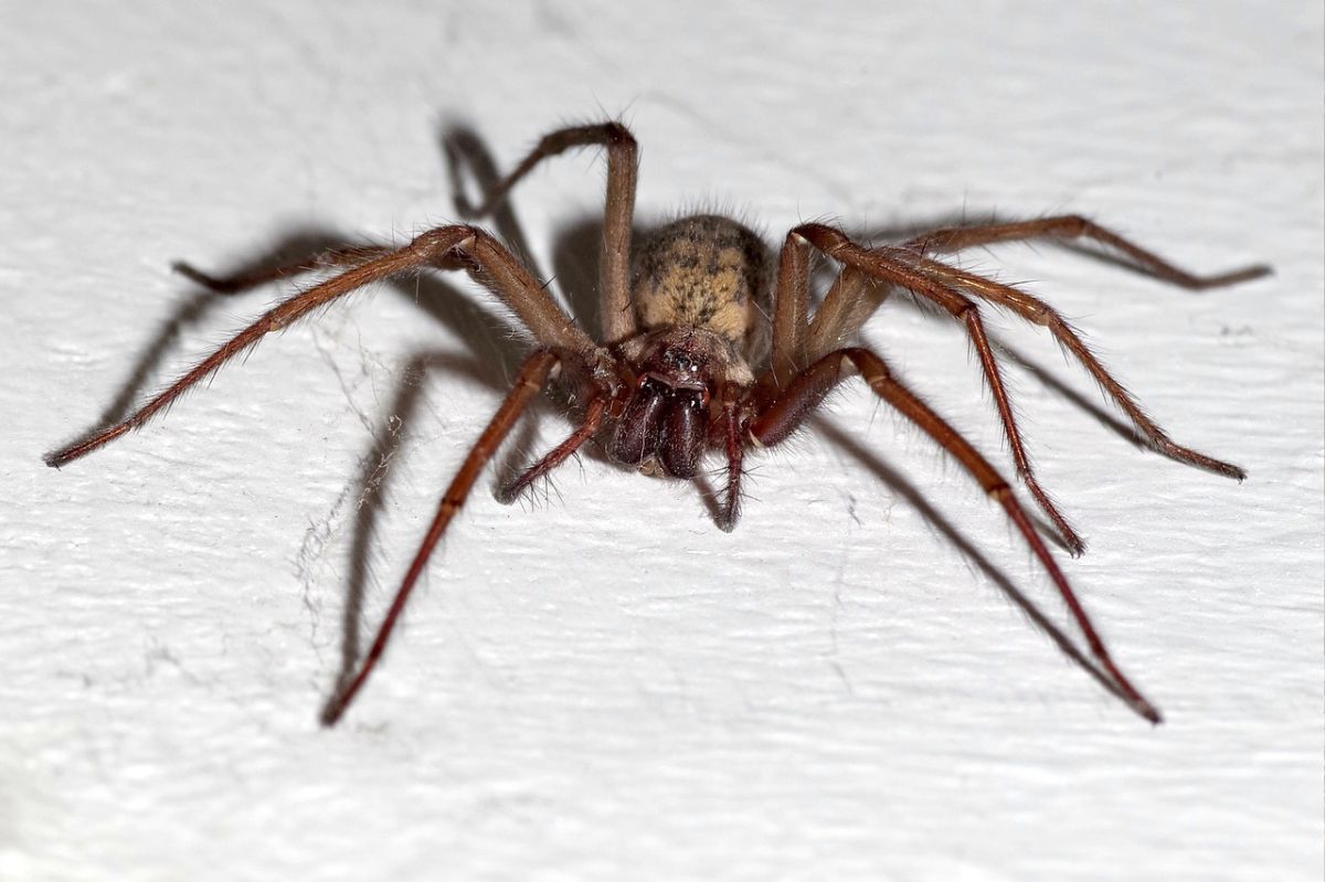 Domowy pająk ma wiele zalet
