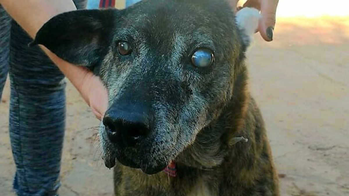 Zdjęcia uratowały mu życie. Poznajcie historię niewidomego psa o imieniu Tofu 1