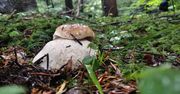 Lasy Państwowe pochwaliły się znaleziskami w lesie. Te grzyby rozpozna tylko prawdziwy ekspert