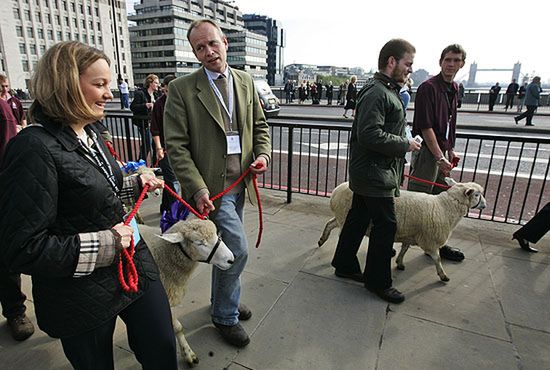 Burmistrz przeprowadził owce przez most w Londynie