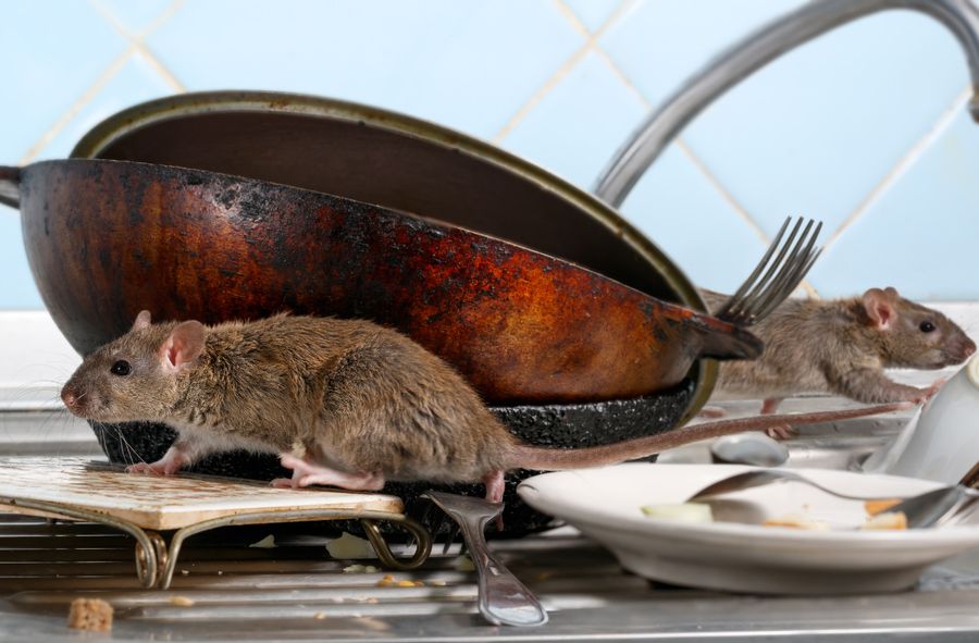 Szczury opanowały akademiki w Sheffield