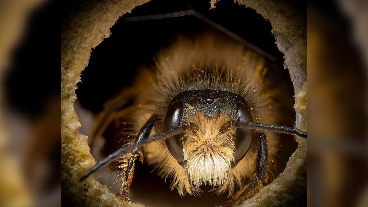 Nie wszystkie pszczoły wyglądają tak samo. Bliskie portrety pokazują znaczne różnice 1