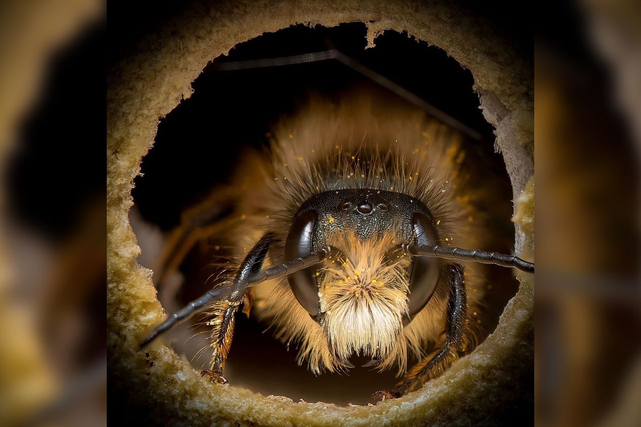 Nie wszystkie pszczoły wyglądają tak samo. Bliskie portrety pokazują znaczne różnice