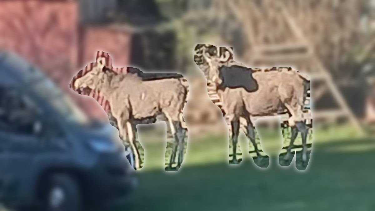 Łosie na posesji na terenie dzielnicy Sławin w Lublinie
