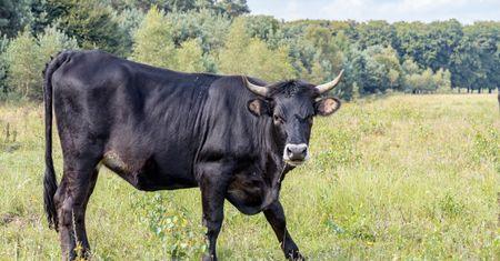 Byk na podwórzu. W gospodarstwie zwłoki ojca i syna