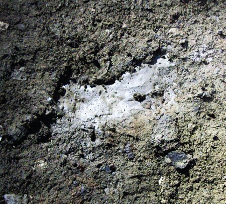 Jak wyglądają dowody na istnienie syberyjskiego yeti? 3