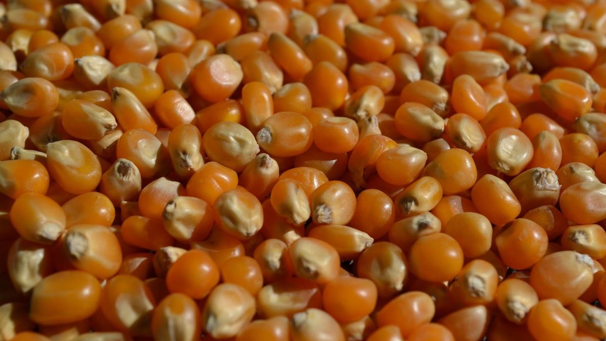 GIS wycofuje popcorn z powodu przekroczonej ilości aflatoksyn