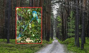 Niebieskie wstążki na drzewach. Co oznaczają? "Zagadka rozwiązana"