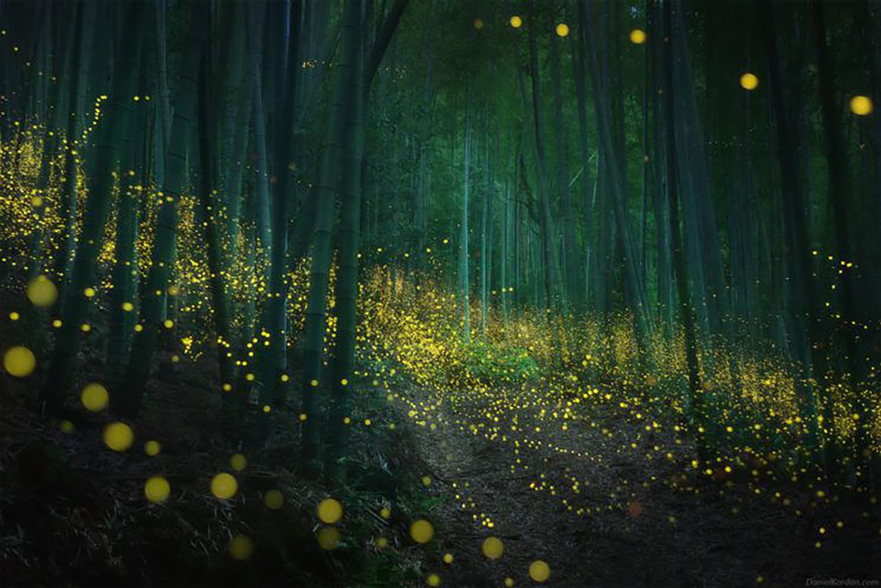 Przepiękne świetliki w japońskim lesie. Wyglądają jak z bajki