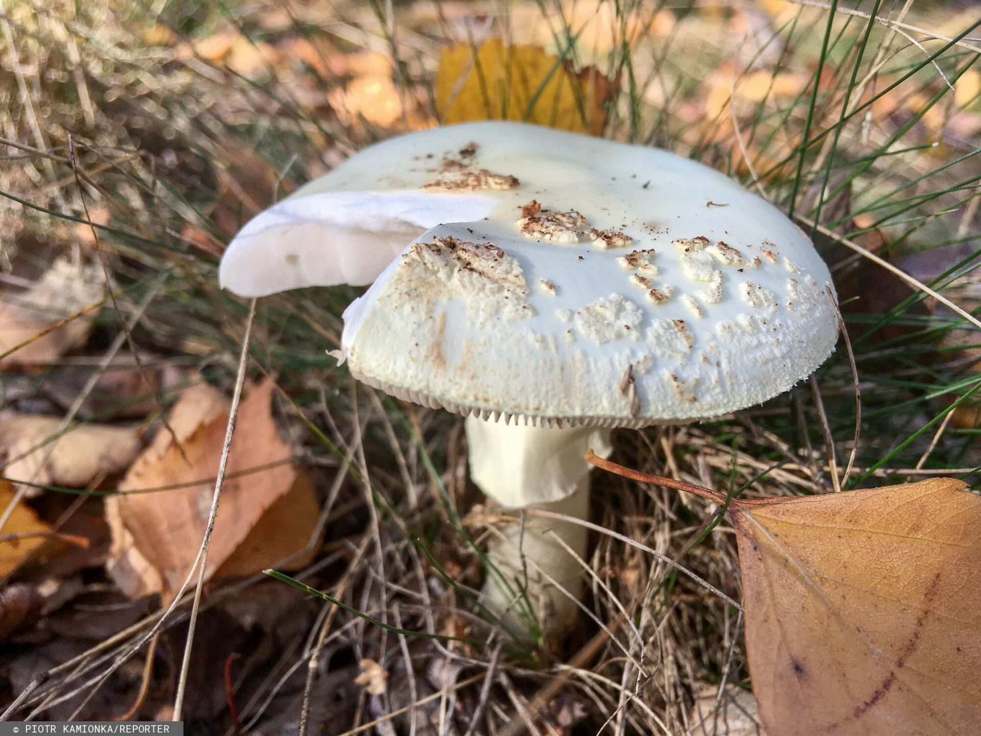 Spożycie muchomora sromotnikowego może doprowadzić nawet do zgonu. Grzyb z wyglądu przypomina jadalną kanię
