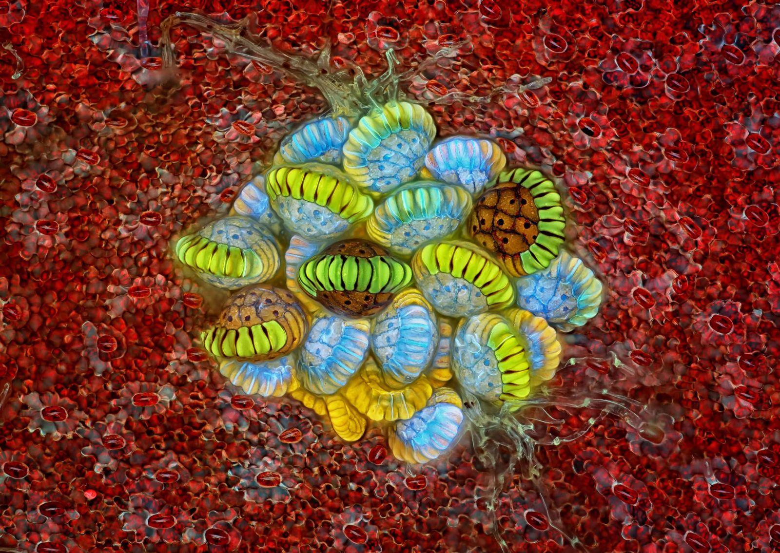 Niesamowity świat widziany z bardzo bliska - Nikon Small World 2018 2