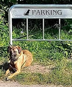 Zniknął absurdalny parking dla psów na osiedlu w Poznaniu