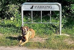 Zniknął absurdalny parking dla psów na osiedlu w Poznaniu