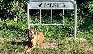 Zniknął absurdalny parking dla psów na osiedlu w Poznaniu