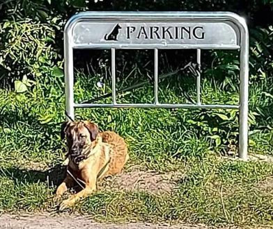 Zniknął absurdalny parking dla psów na osiedlu w Poznaniu