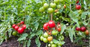 Podlej tym pomidory. Nie nadążysz ze zbieraniem plonów