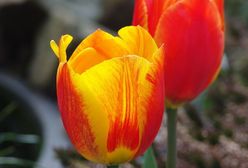 Za darmo: VI Wystawa Tulipanów