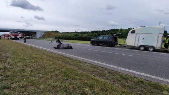 Koń złamał nogi na autostradzie. Wstrzymano ruch