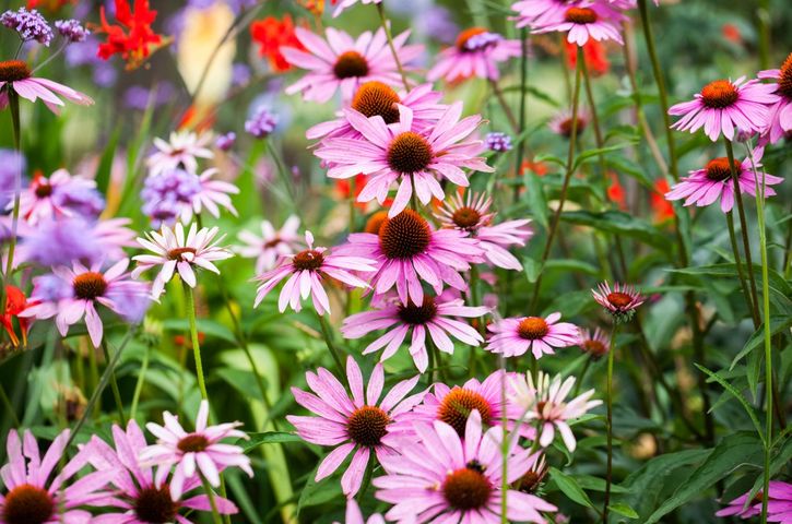 Echinacea, inaczej jeżówka wspiera namnażanie się komórek układu odpornościowego.