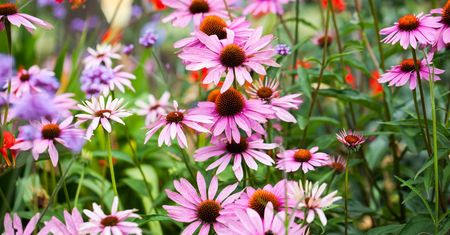 Echinacea - na co pomaga i jak ją stosować?