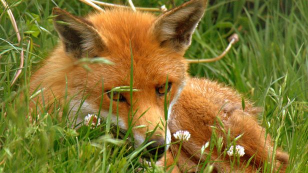 W Polsce projekt Lisa, a za granicą? Najciekawsze start-upy 2012 roku 1