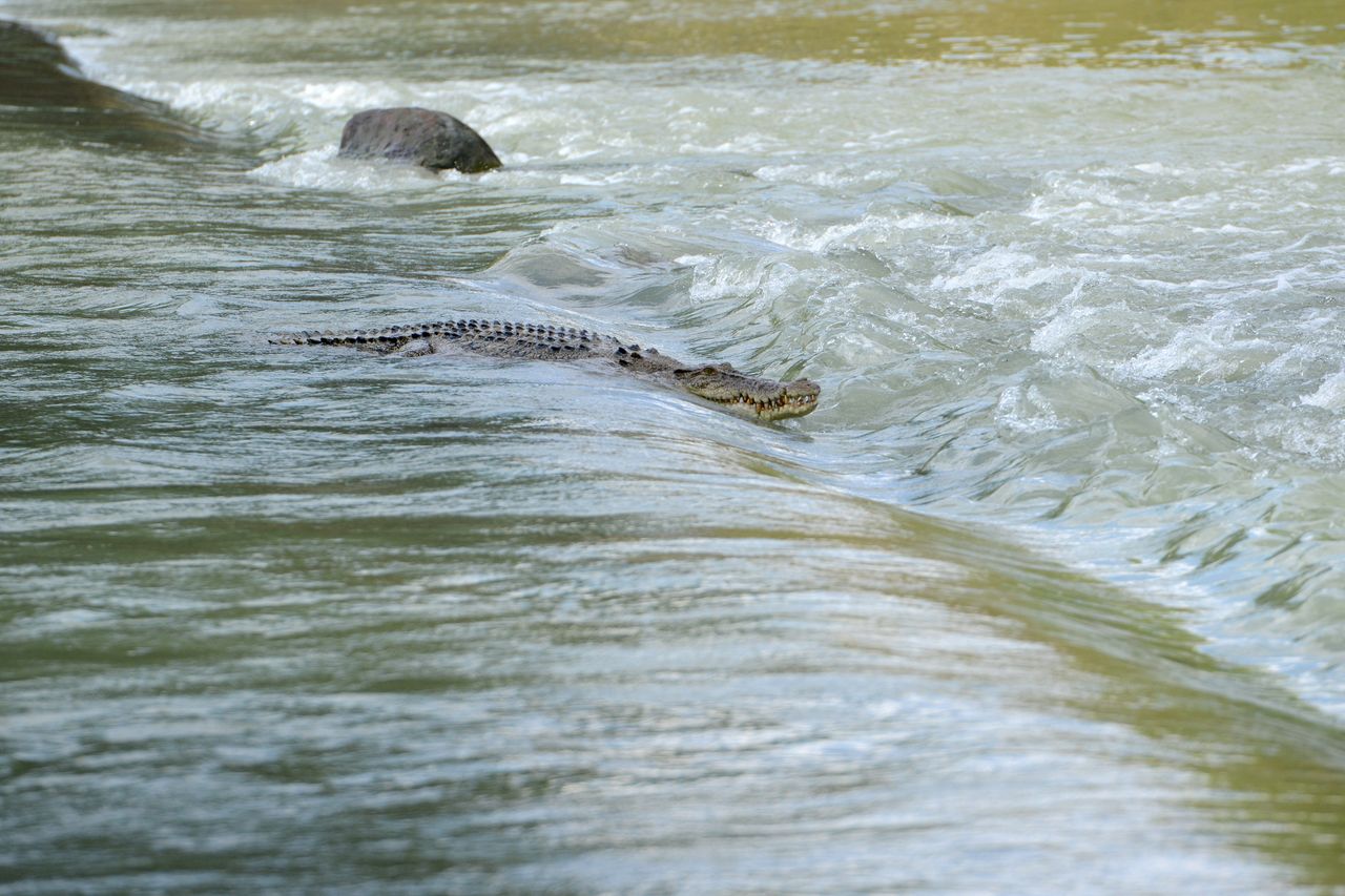 Croc danger: Tourists risk it all at Cahill's crossing