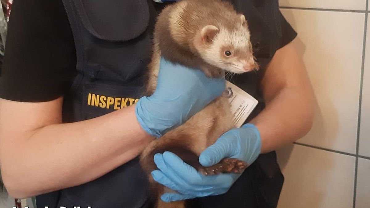 20-latek znęcał się nad zwierzętami