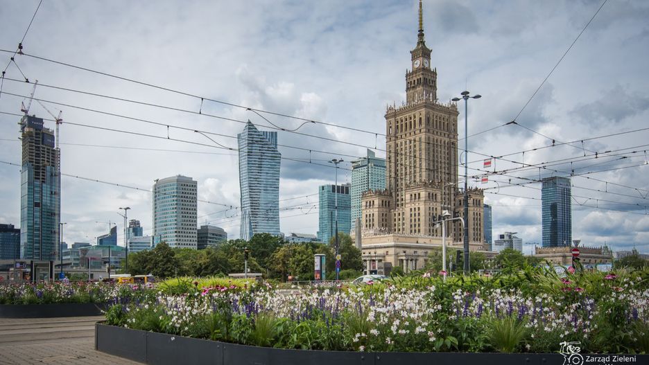 Warszawa ogranicza koszenie trawników