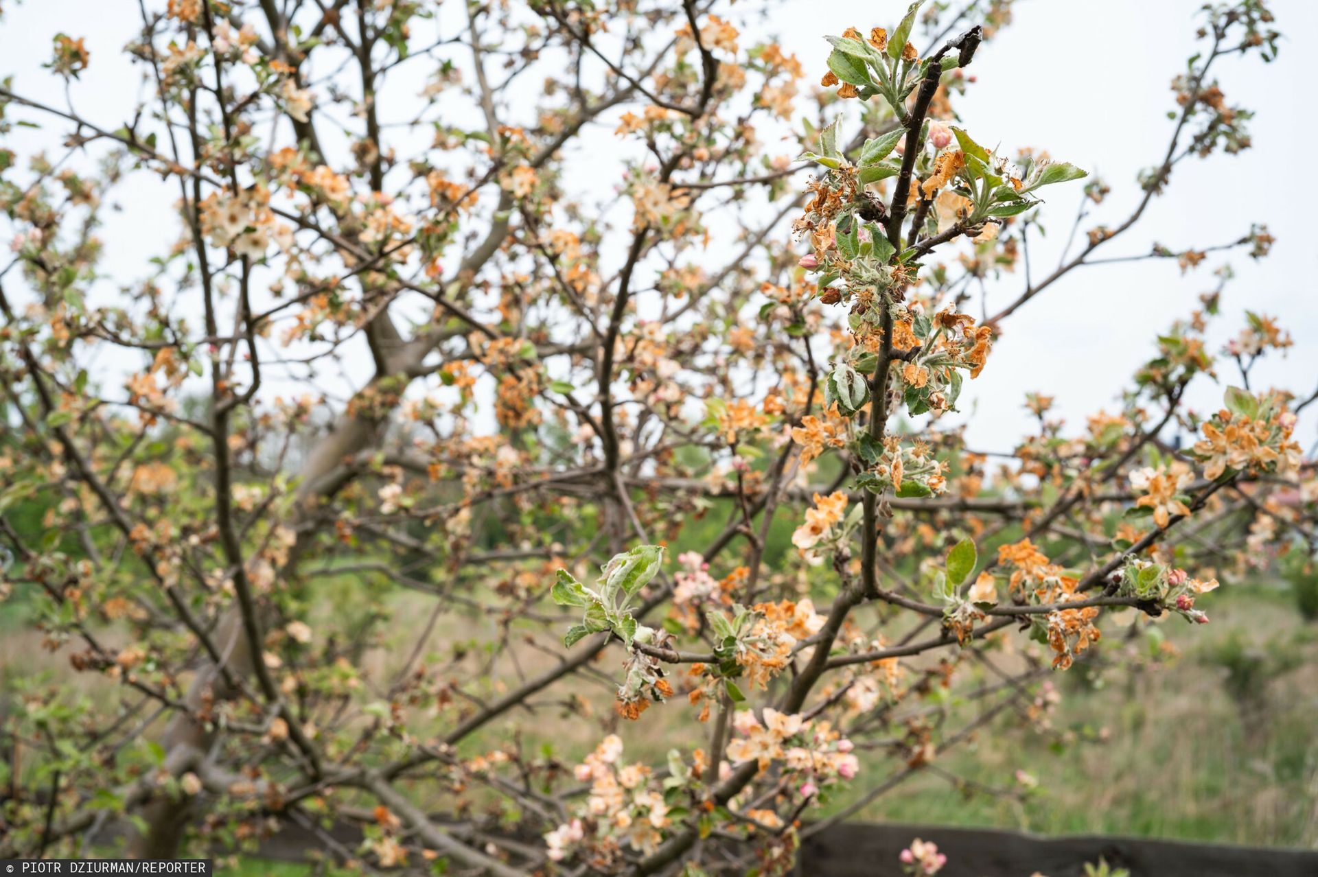 Zaczęła się walka w sadach. Obawy przed szkodami jakościowymi