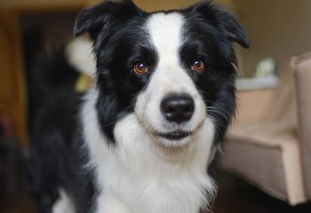 Masz psa lub kota? Chcą wprowadzić spore zmiany