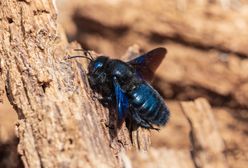 Czarna pszczoła powraca do Polski. Uznawano ją za wymarłą