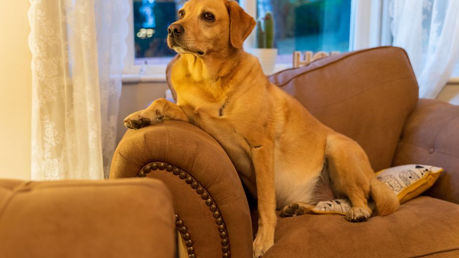 pies, labrador, domowy, ssak, suczka, dom, okno, odpoczynek, fotel, w domu, bez ludzi, ssaki, przyjaciel, przyjacielski, pieskie życie