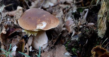 Tych grzybów nie zbieraj. Leśnicy obalają groźny dla zdrowia mit