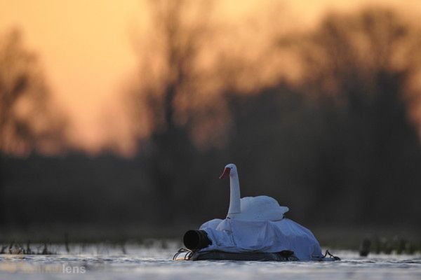 Wywiad z fotografem, który przebiera się za ptaki, aby je lepiej sfotografować 1