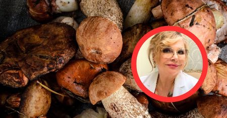 Zbadali polskie grzyby. "Obiecujący potencjał w terapii nowotworowej"
