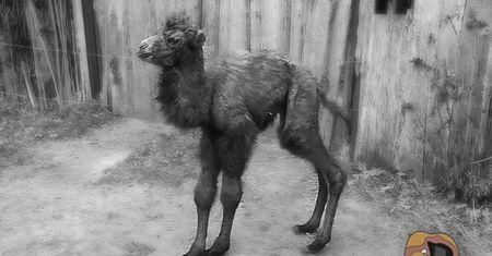 Wielbłąd Pączek z opolskiego ZOO nie żyje