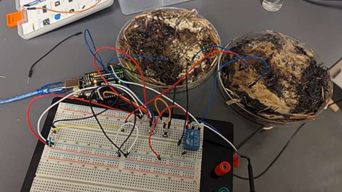 Organiczne komputery? Obiecujące badania