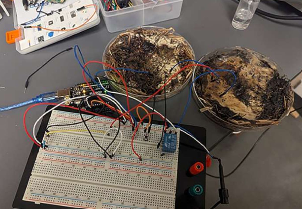 Organiczny komputer z żywej grzybni? Zaskakujący test naukowców z USA