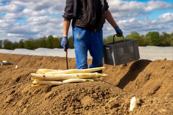 Polacy nie chcą wyjeżdżać na szparagi. Niemieccy plantatorzy komentują