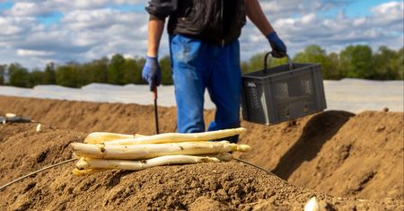 Polacy nie chcą wyjeżdżać na szparagi. Niemieccy plantatorzy komentują