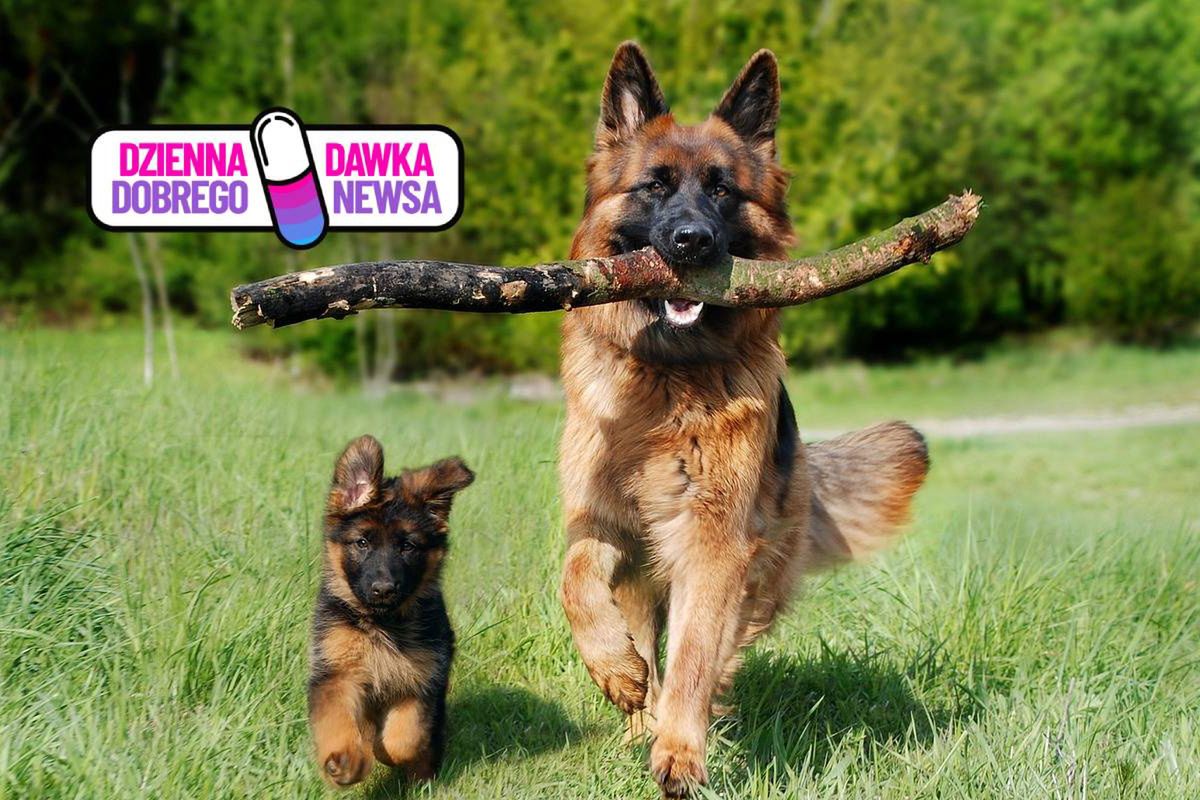 Jak psy czytają ludzkie emocje? Odpowiedź cię zaskoczy