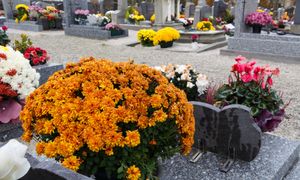 Nie wyrzucaj chryzantem po Wszystkich Świętych. Tak możesz je przechować