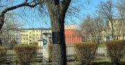 Niepokój wokół drzew we Włocławku. Opaski wywołały pytania