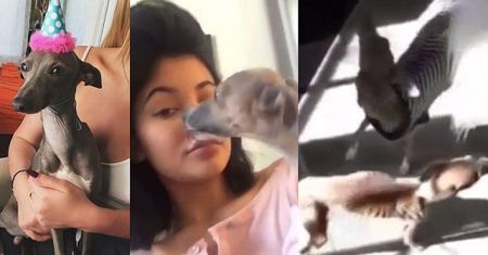 Milionerka Kylie Jenner GŁODZI PSY...? Widać im wszystkie żebra!