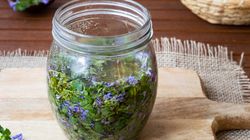 Najstarsze polskie ziele: bluszczyk kurdybanek 