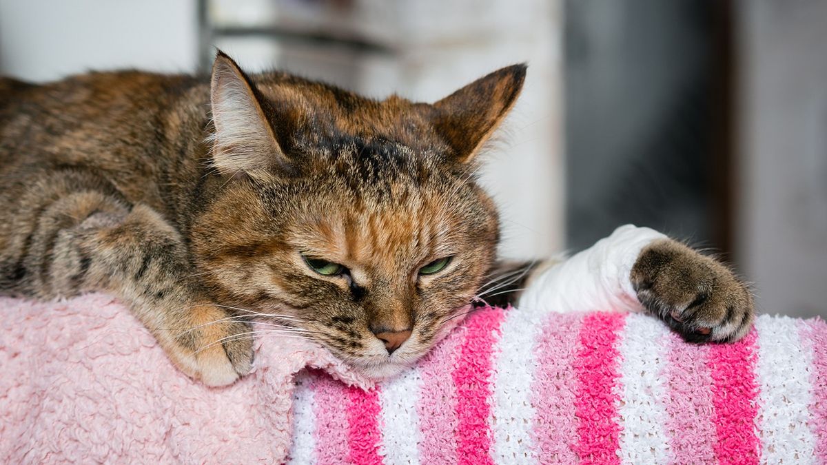 Ostatnie sygnały od kota. Tak zwierzę żegna się z opiekunem