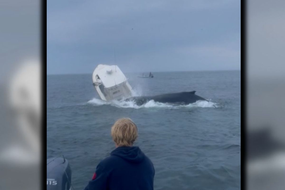 Nagle wynurzył się wieloryb. Koszmar na oceanie